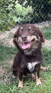 adoptable Dog in  named SWEETIE