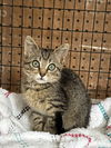 adoptable Cat in  named DILLY