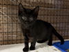 adoptable Cat in crossville, TN named FUDGE