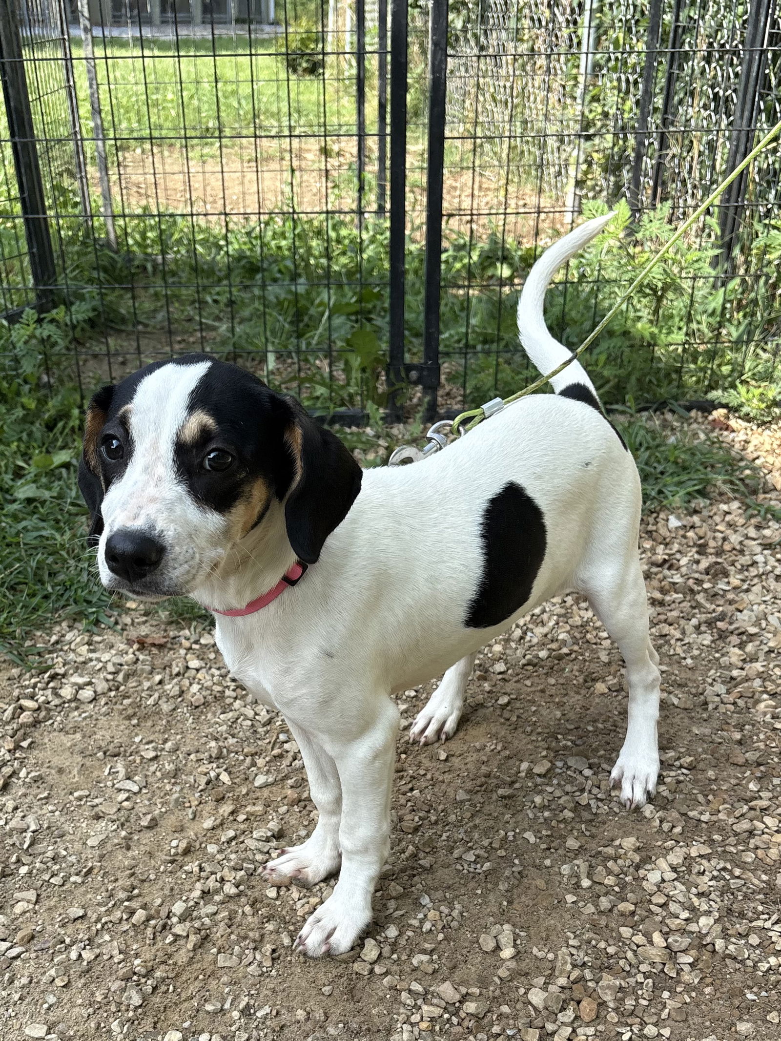 adoptable Dog in Crossville, TN named MOUSE