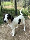 adoptable Dog in crossville, TN named MOUSE