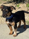adoptable Dog in  named SCOOTER