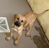 adoptable Dog in , TN named SANFORD