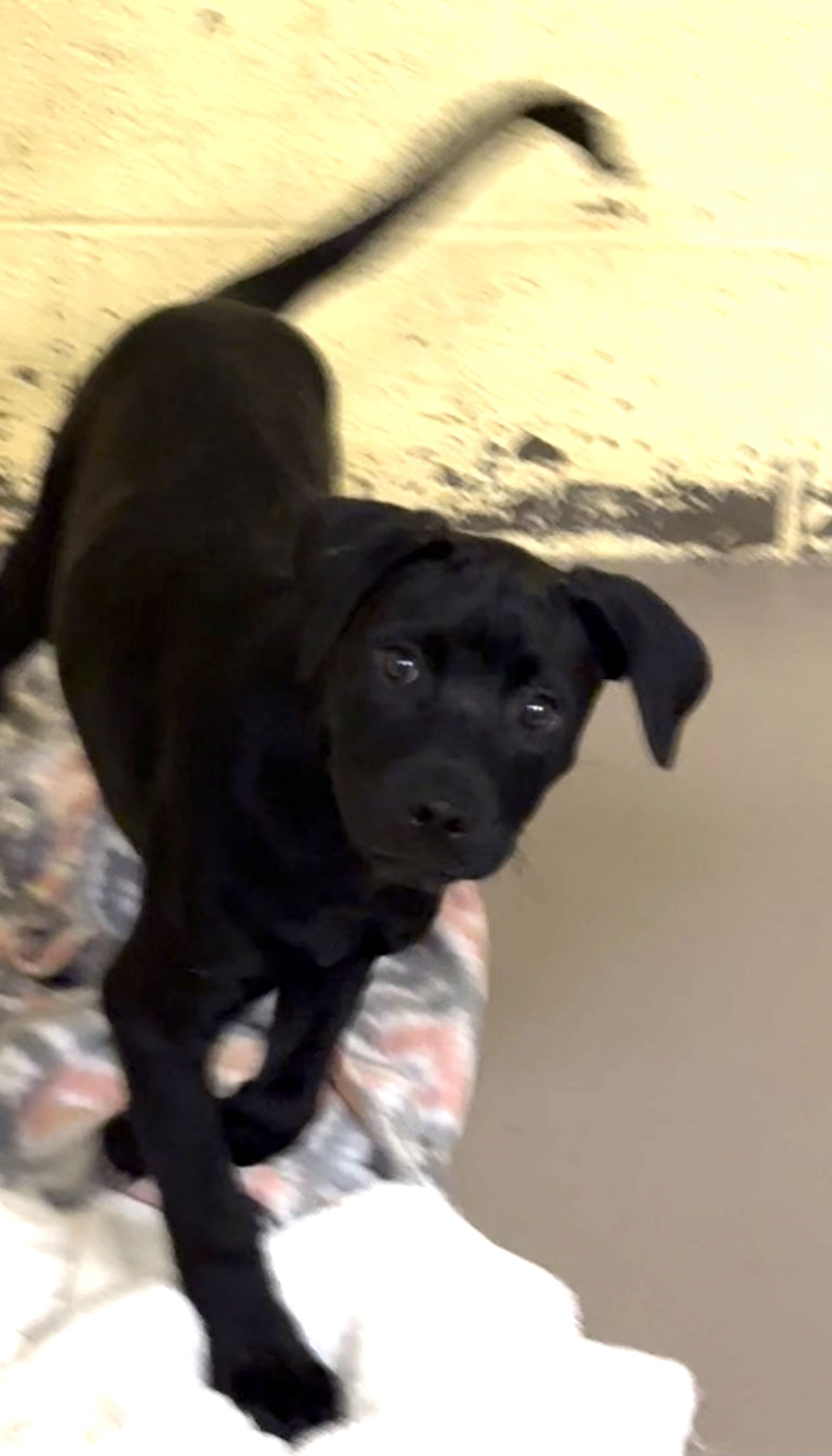 adoptable Dog in Crossville, TN named HUDSON