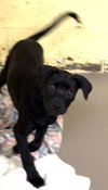 adoptable Dog in , TN named HUDSON