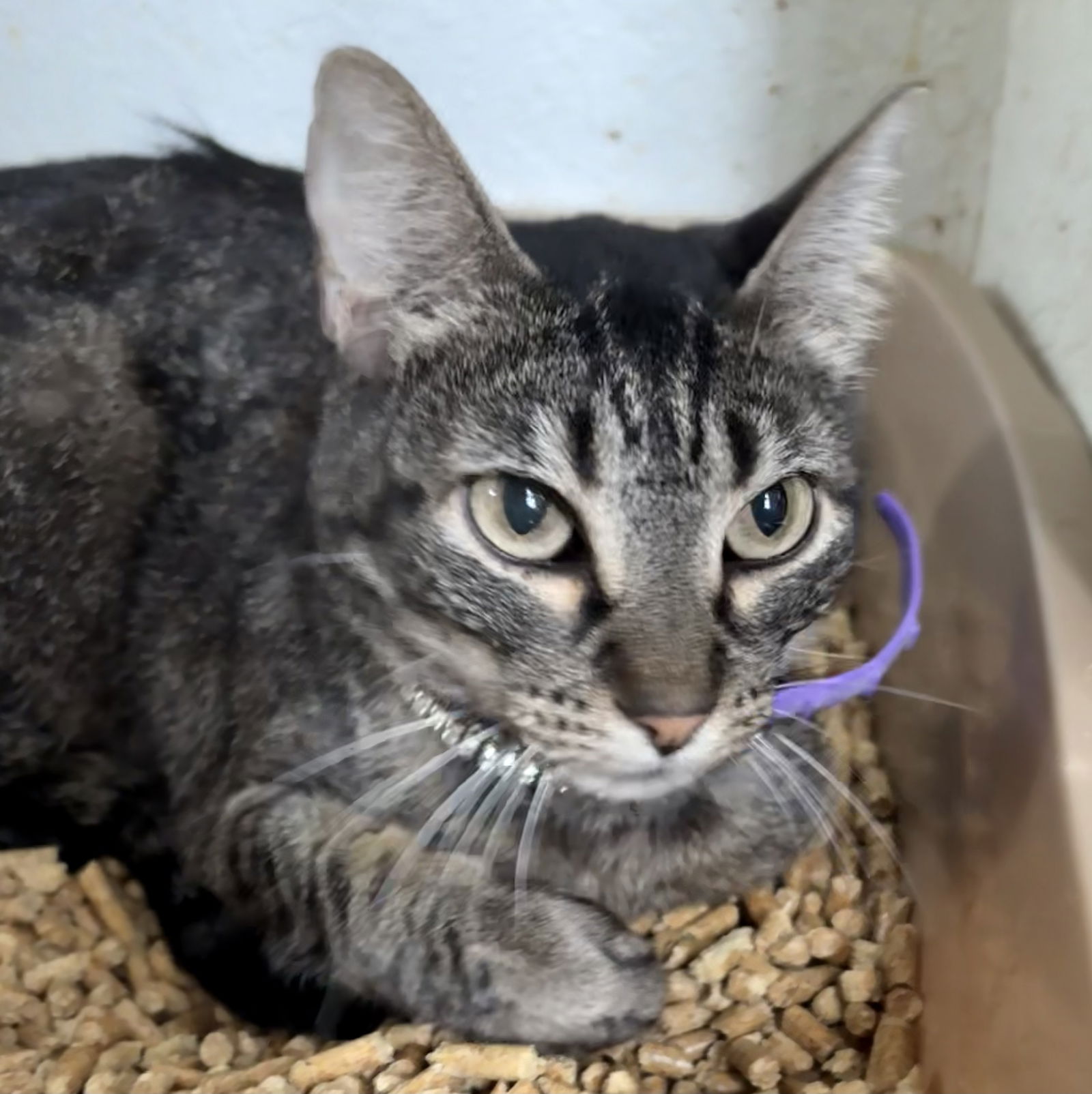 adoptable Cat in Crossville, TN named MOWGLI (Neutered!)