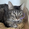 adoptable Cat in  named MOWGLI (Neutered!)