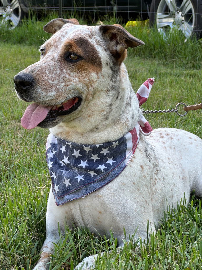 adoptable Dog in Hortense, GA named Moose