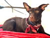 adoptable Dog in Hortense, GA named Astro