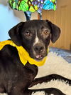 adoptable Dog in hortense, GA named Vigil