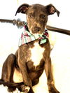adoptable Dog in Hortense, GA named Cloud