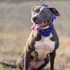 adoptable Dog in hortense, GA named Peggy Sue