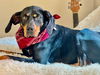 adoptable Dog in Hortense, GA named Boom Boom Boomer
