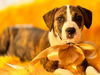 adoptable Dog in hortense, GA named Rocky