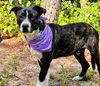 adoptable Dog in  named Camou