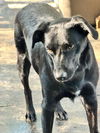 adoptable Dog in hortense, GA named Stitch