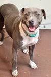 adoptable Dog in hortense, GA named Silvy
