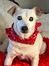 adoptable Dog in hortense, GA named Sheldon