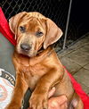 adoptable Dog in hortense, GA named PIERRE