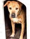 adoptable Dog in hortense, GA named Goldie