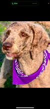 adoptable Dog in hortense, GA named Silvey