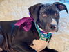 adoptable Dog in Hortense, GA named Darth