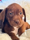 adoptable Dog in hortense, GA named Smore
