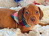 adoptable Dog in hortense, GA named Peanut Butter