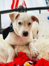 adoptable Dog in hortense, GA named Snowy