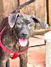 adoptable Dog in  named CRICKET