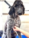 adoptable Dog in hortense, GA named RINN