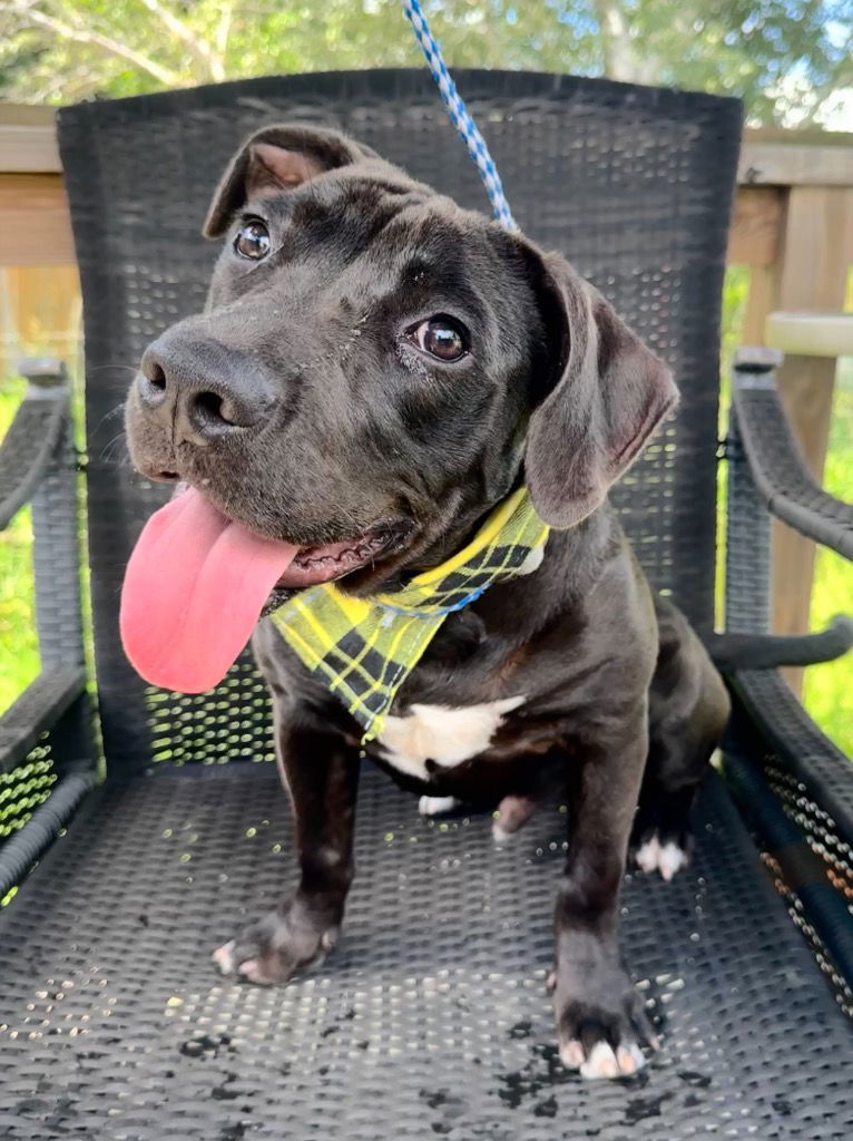 adoptable Dog in Hortense, GA named PeeWee
