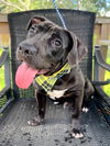 adoptable Dog in hortense, GA named PeeWee
