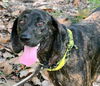 adoptable Dog in Hortense, GA named BEVERLY