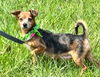 adoptable Dog in Hortense, GA named CONNIE