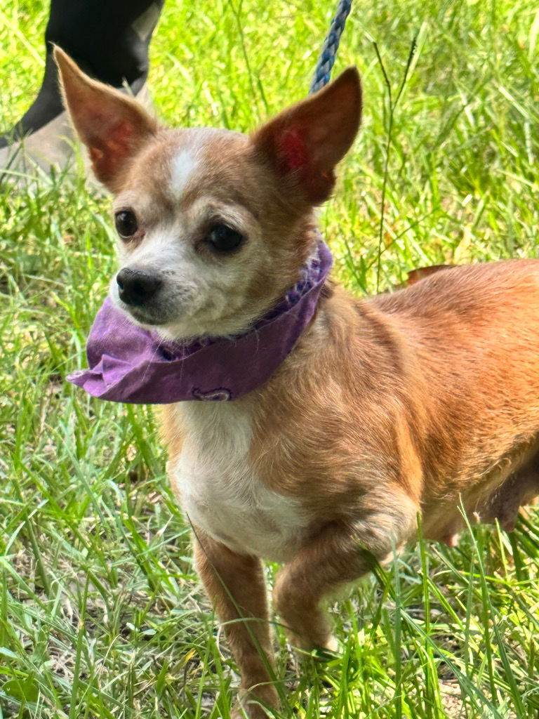 adoptable Dog in Hortense, GA named HONEY