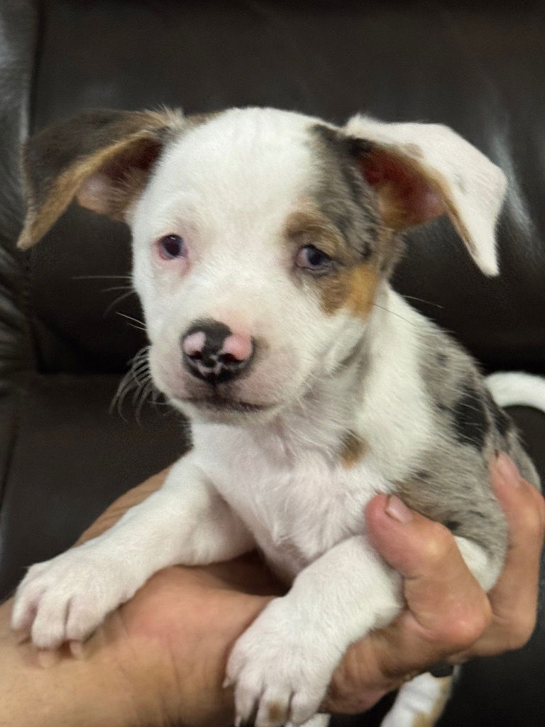 adoptable Dog in Hortense, GA named Bartholemul Digger