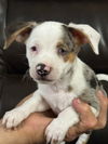 adoptable Dog in Hortense, GA named Bartholemul Digger
