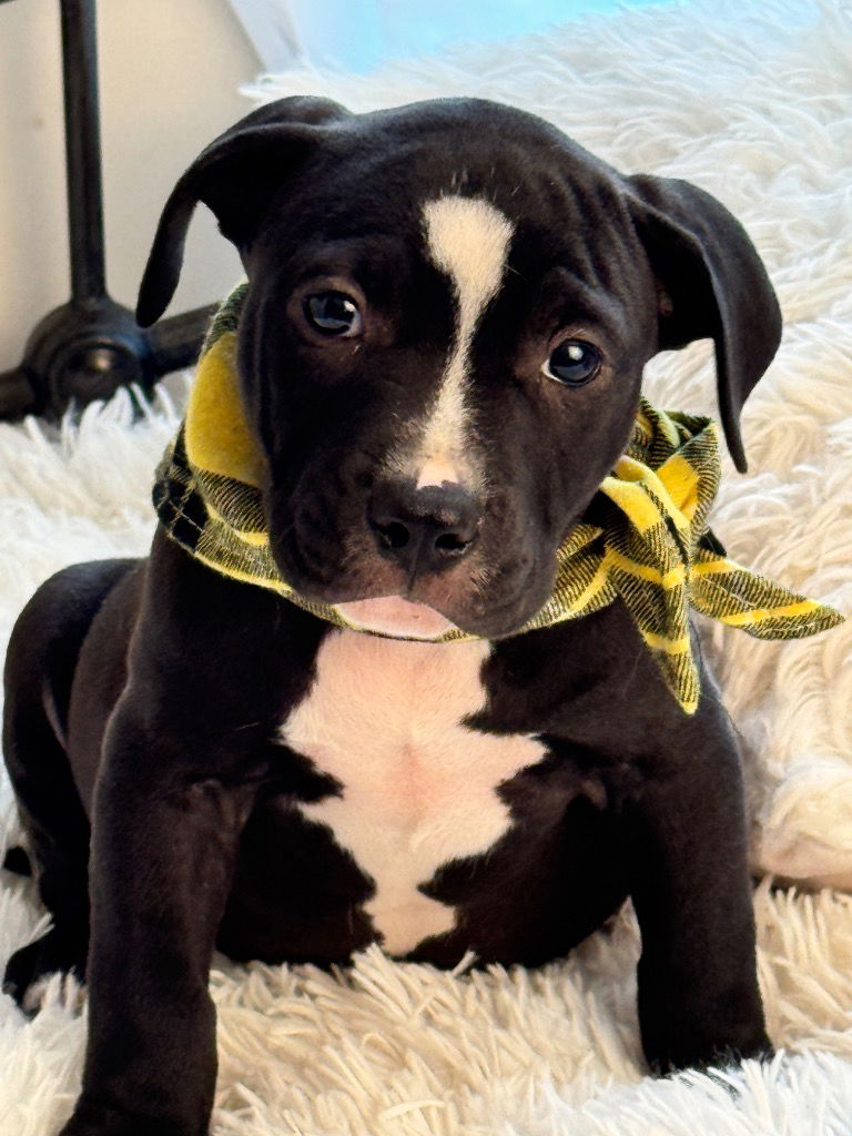 adoptable Dog in Hortense, GA named Shady Grady