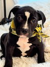 adoptable Dog in hortense, GA named Shady Grady