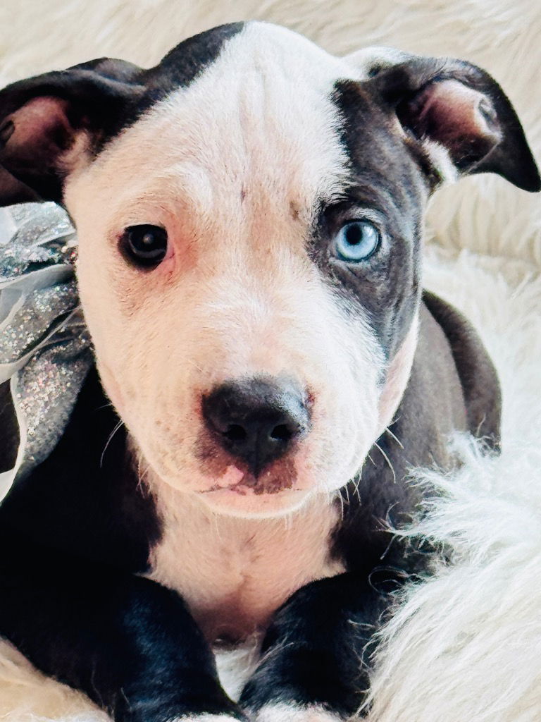 adoptable Dog in Hortense, GA named Pookie Pants