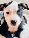 adoptable Dog in  named Pookie Pants