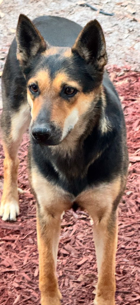 adoptable Dog in Hortense, GA named Ashley