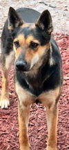 adoptable Dog in  named Ashley