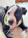 adoptable Dog in hortense, GA named T Bone