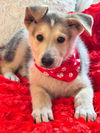adoptable Dog in hortense, GA named Shadrack