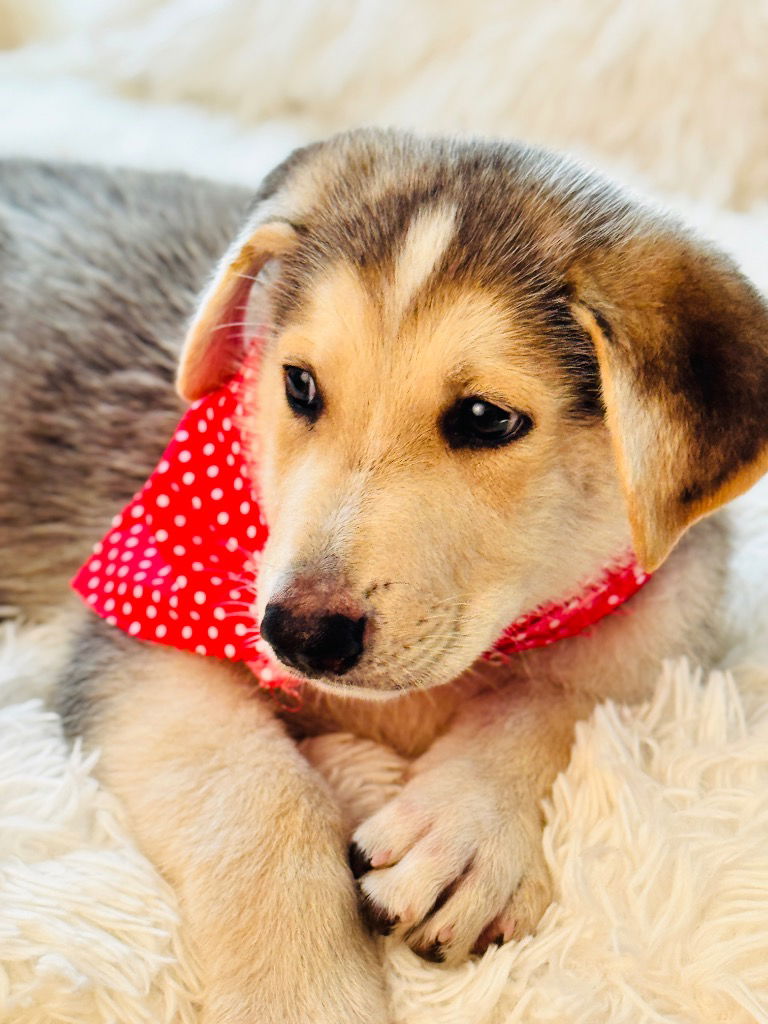 adoptable Dog in Hortense, GA named Meshack
