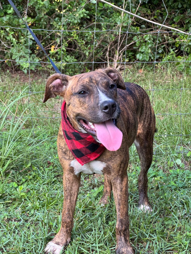 adoptable Dog in Hortense, GA named Liza Jane