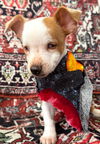 adoptable Dog in hortense, GA named Skeeter