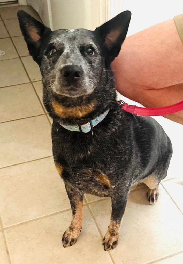adoptable Dog in Hortense, GA named Willow